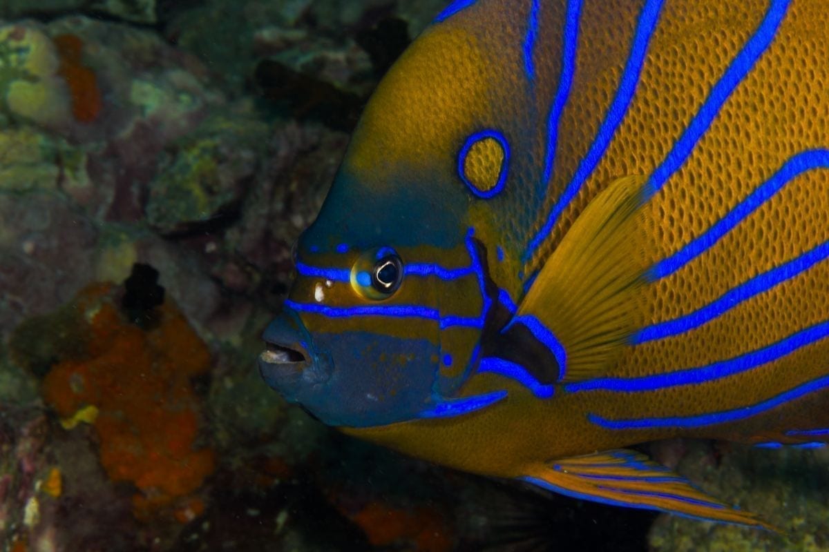 Fun Diving