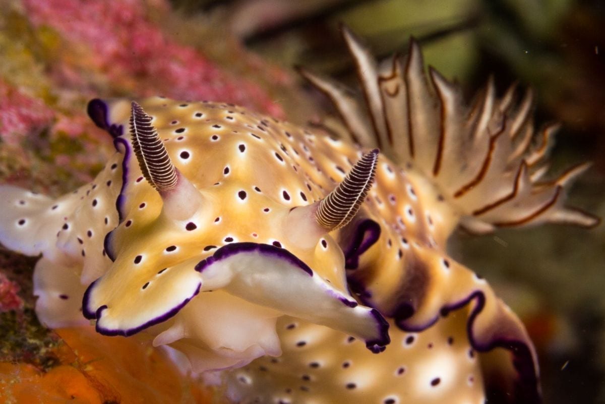 Underwater Naturalist