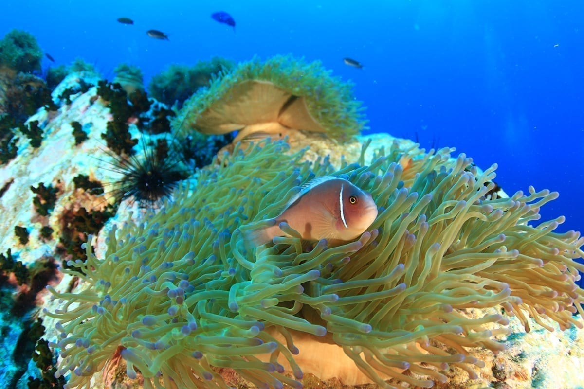 Sail Rock Dive Tour