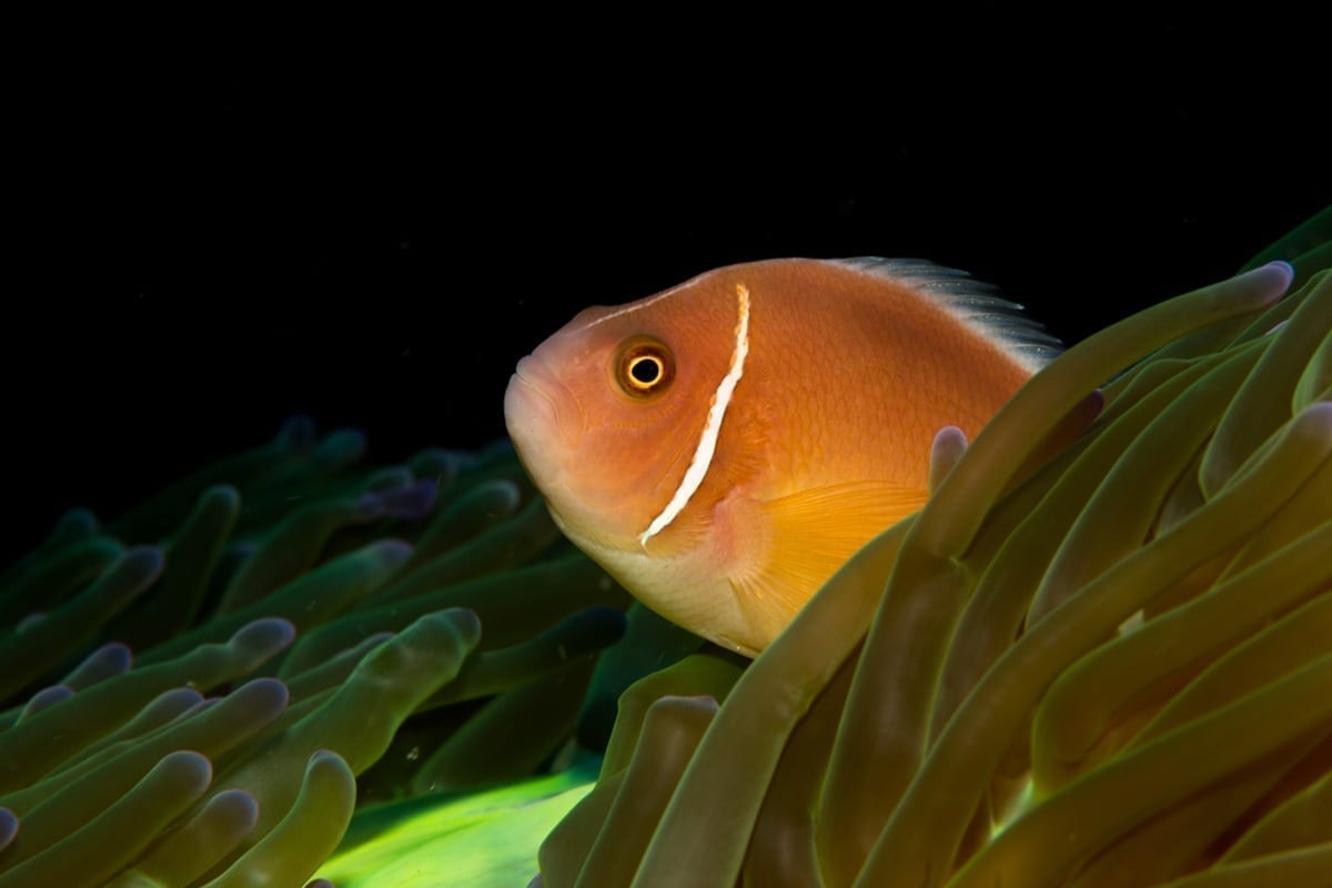 Big One Dive Tour