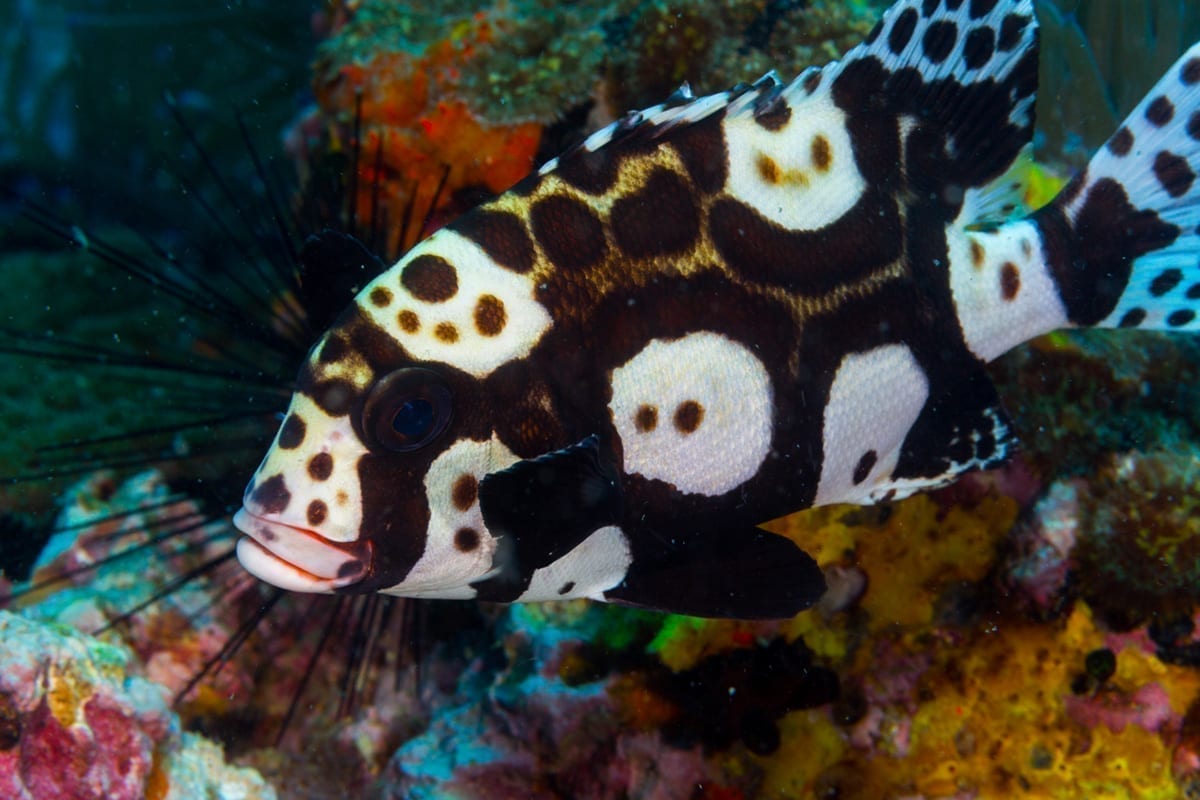 Big One Dive Tour