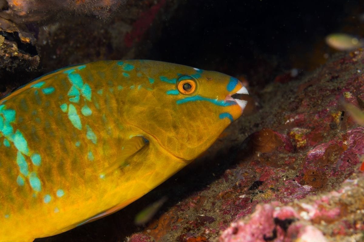 Open Water diver