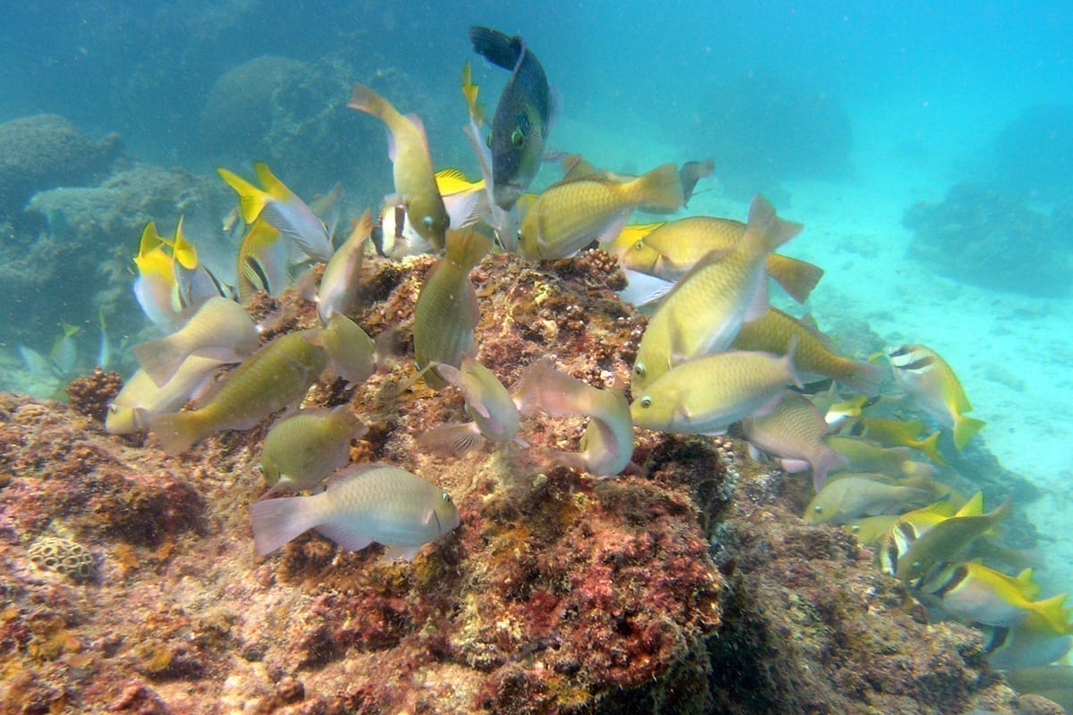 Koh Tan / Koh Madsum Island Tour