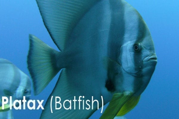 Platax - (Batfish)