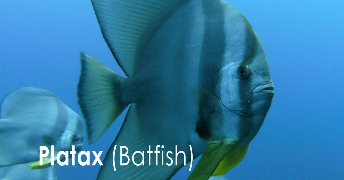 Platax - (Batfish)