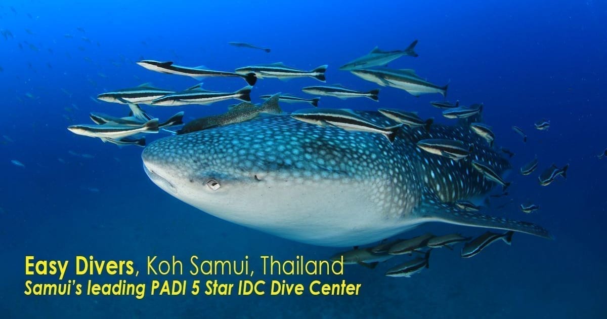 (c) Easydivers-thailand.com