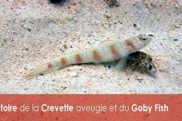 L'Histoire de la Crevette aveugle et du Goby Fish