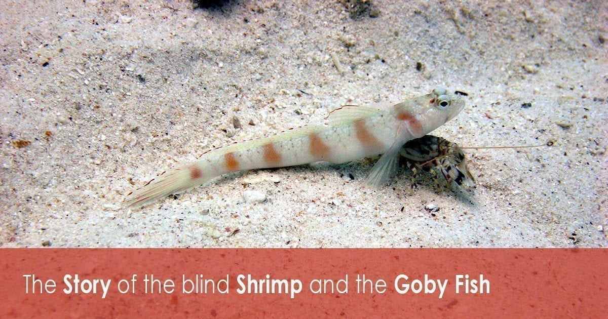 The Story of the blind Shrimp and the Goby Fish