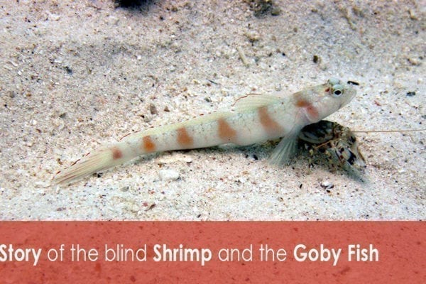 The Story of the blind Shrimp and the Goby Fish