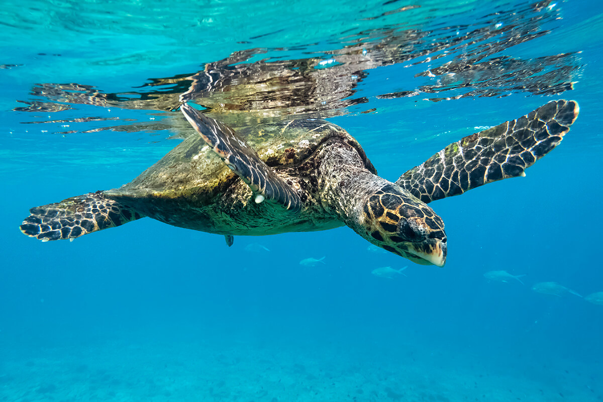 A Day in the Life of Koh Tao's Green Sea Turtles