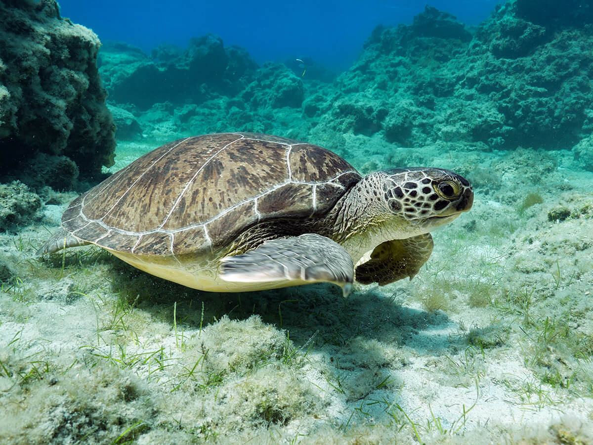 Conservation Efforts in Koh Tao