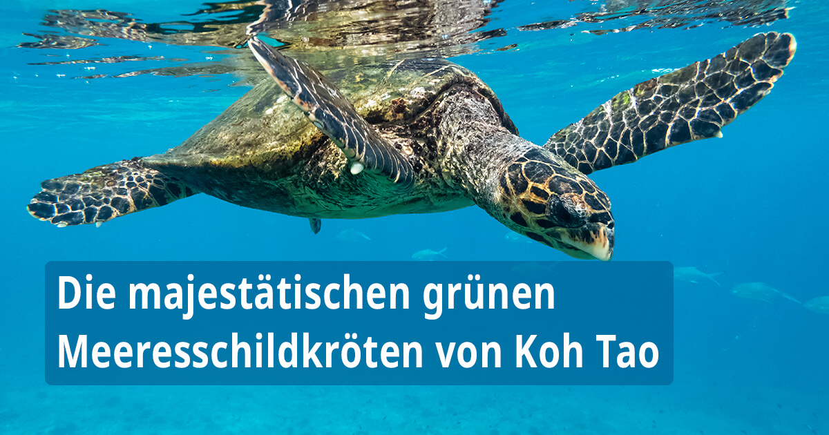 Die majestätischen grünen Meeresschildkröten von Koh Tao