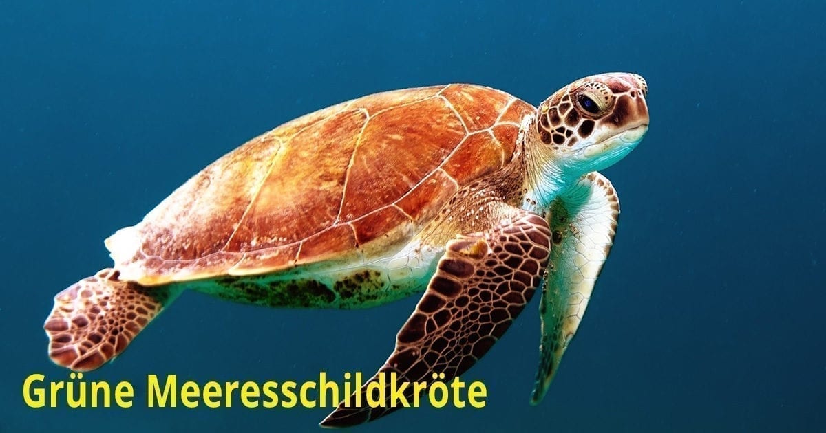 Schildkroten Archives Easy Divers Thailand
