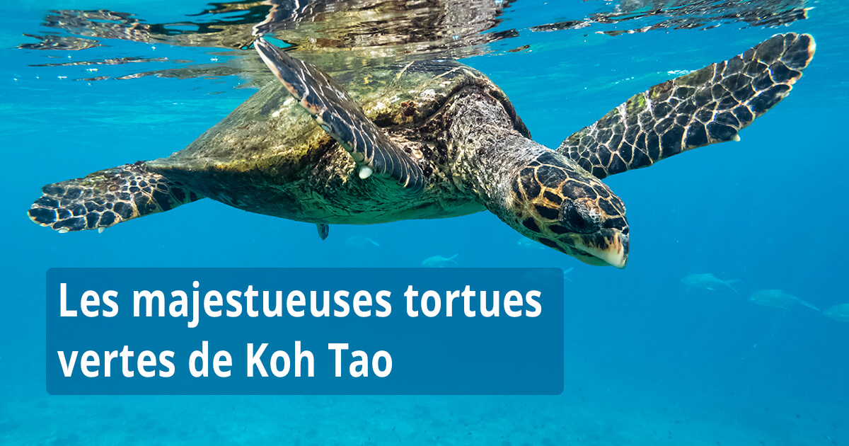 Les majestueuses tortues vertes de Koh Tao