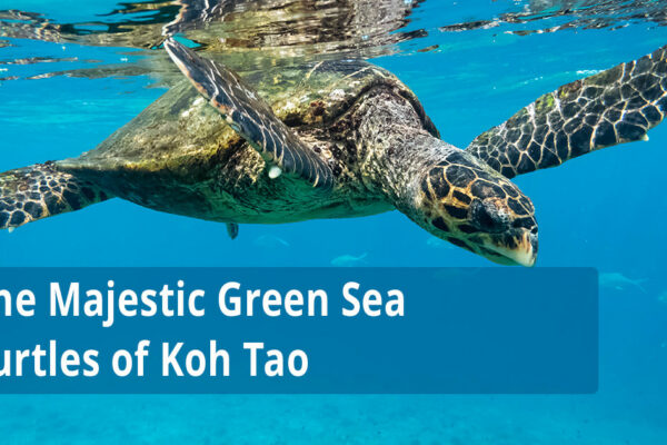 The Majestic Green Sea Turtles of Koh Tao