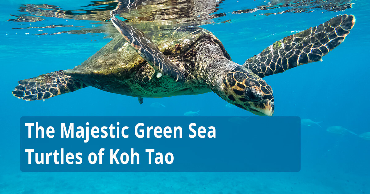 The Majestic Green Sea Turtles of Koh Tao