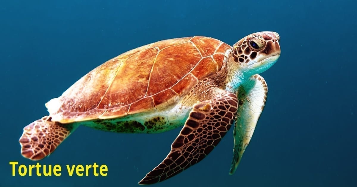 Tortue Verte Tortue Verte