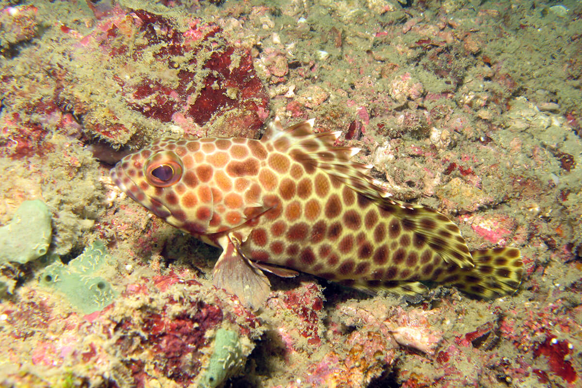 Honeycomb Grouper