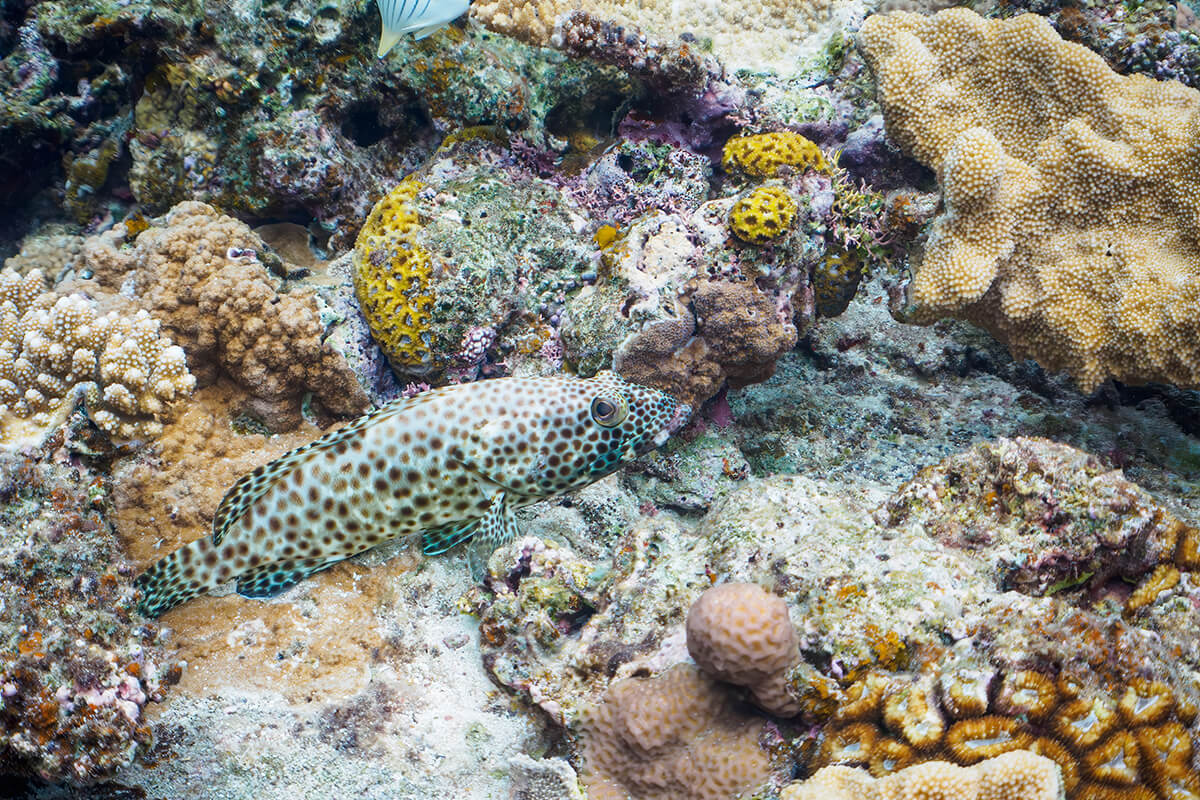 Honeycomb Grouper