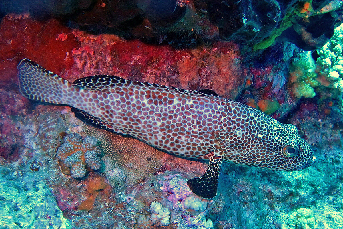 Honeycomb Grouper A Stunning Reef Resident