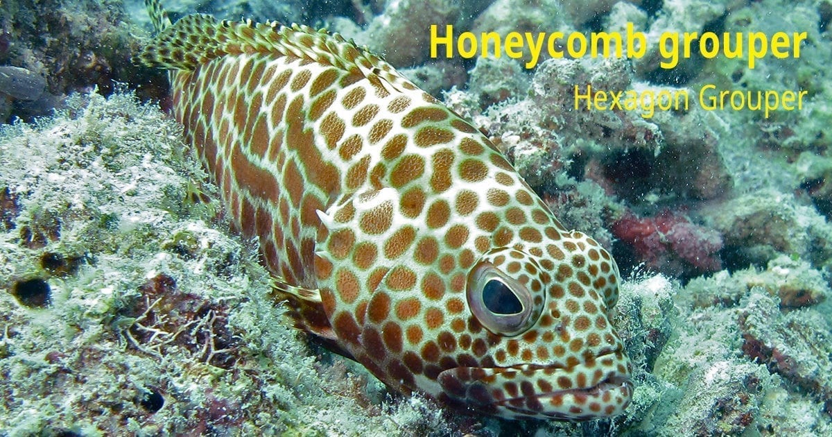 Honeycomb Grouper