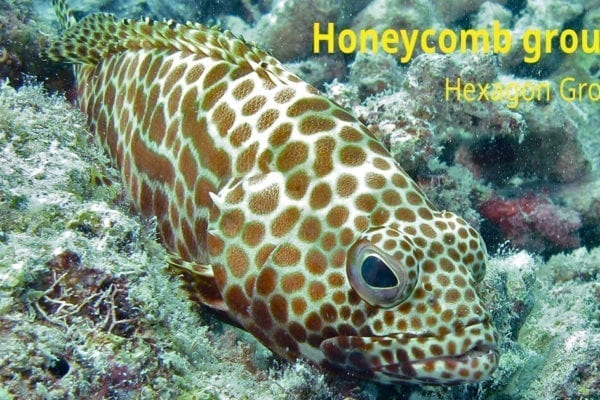 Honeycomb Grouper