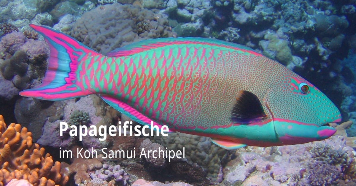 Papageifische im Koh Samui Archipel