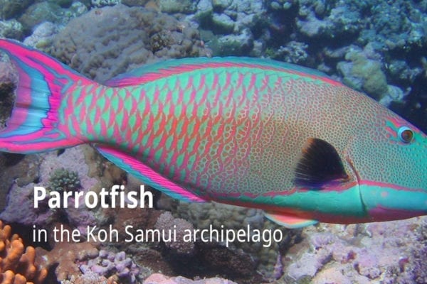 Parrotfish in the Koh Samui archipelago