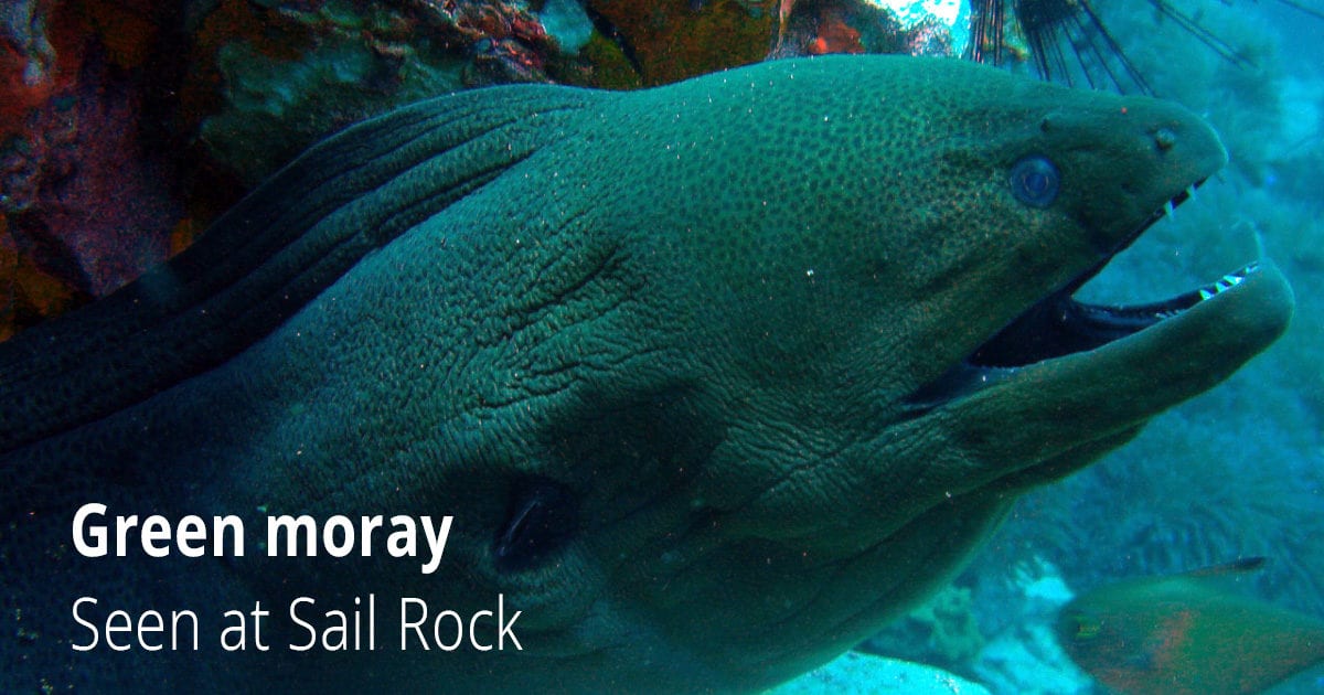 Green Moray Seen at Sail Rock