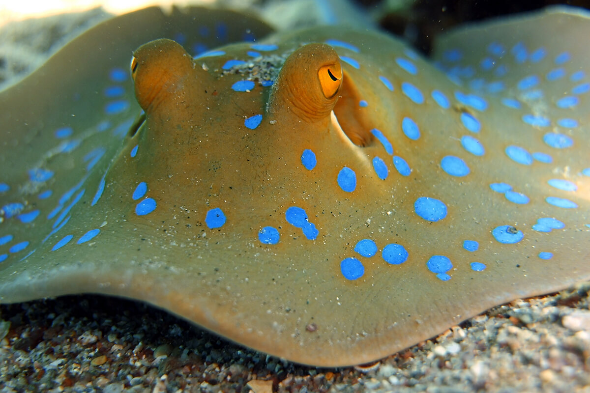 Blaupunktrochen (Kuhl's maskray (Neotrygon kuhlii))