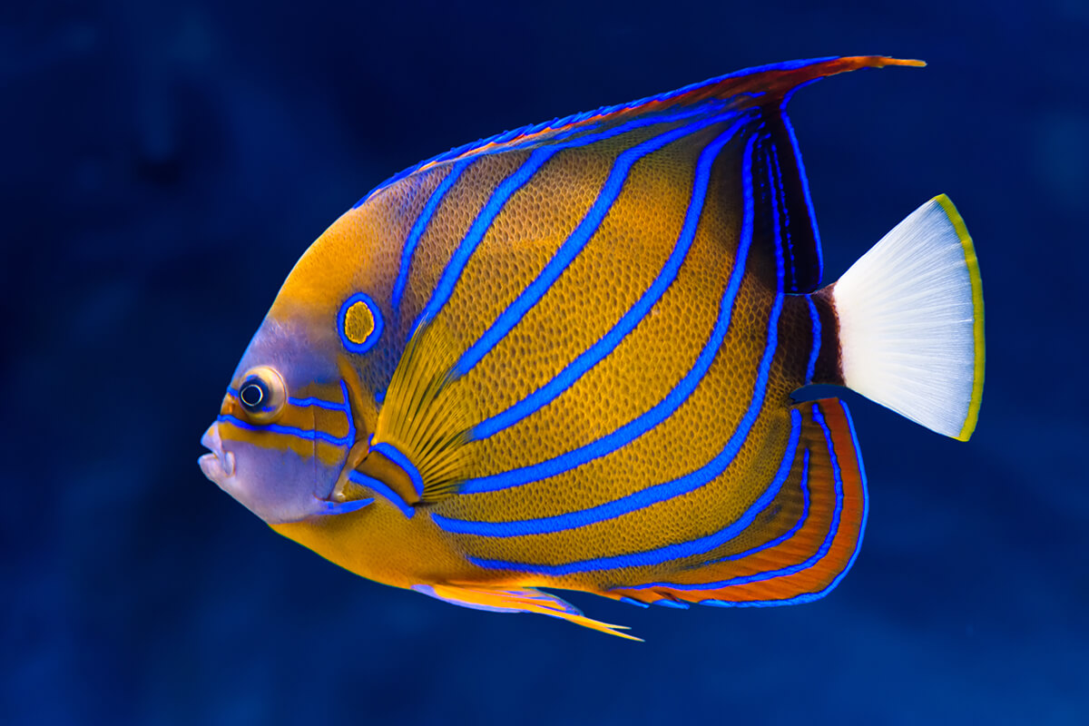 Bluering angelfish (Pomacanthus annularis)