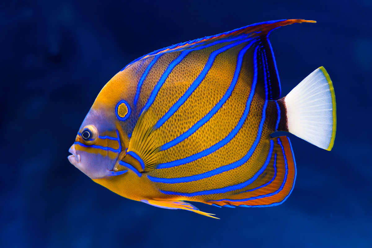 Blauer Ring-Kaiserfisch (Pomacanthus annularis)
