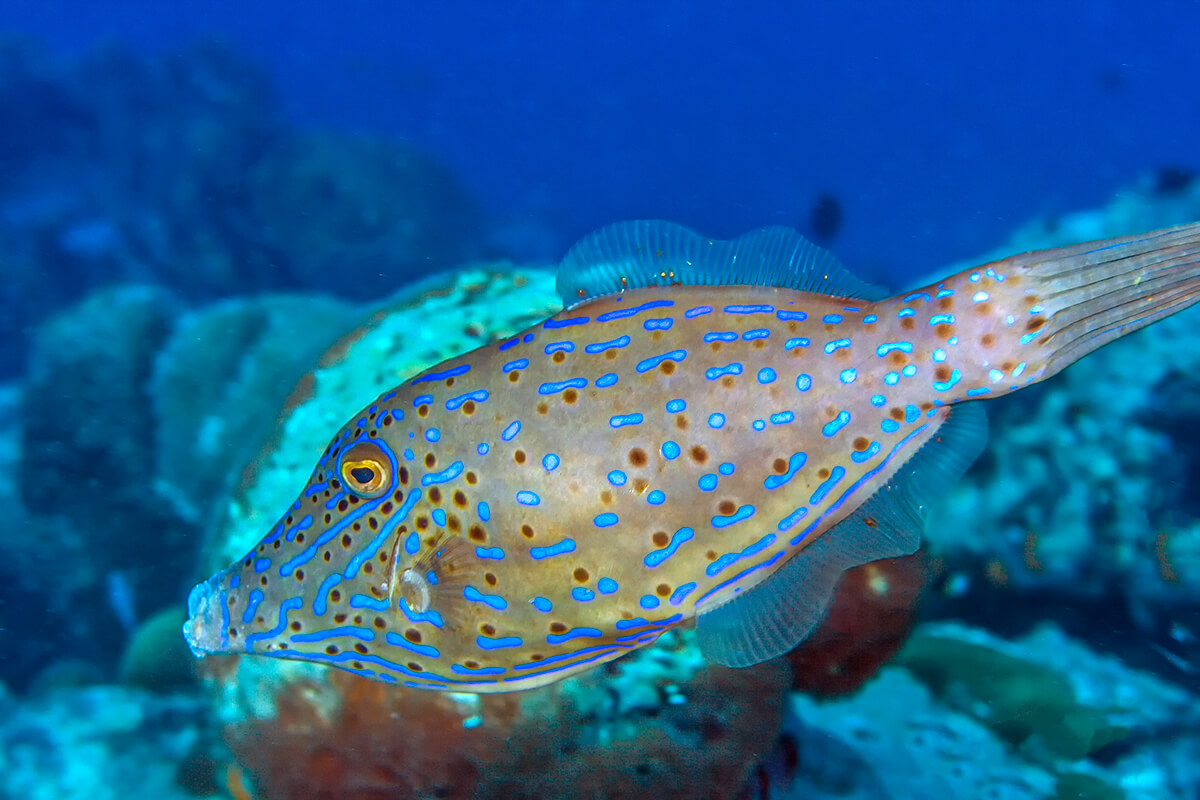 Cribbled filefish (Aluterus scriptus)