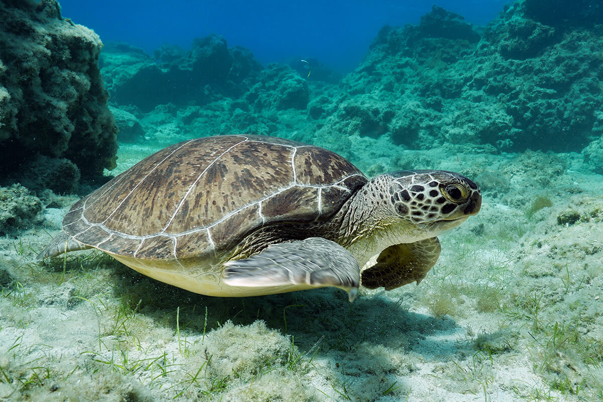 Green sea turtles (Chelonia mydas)