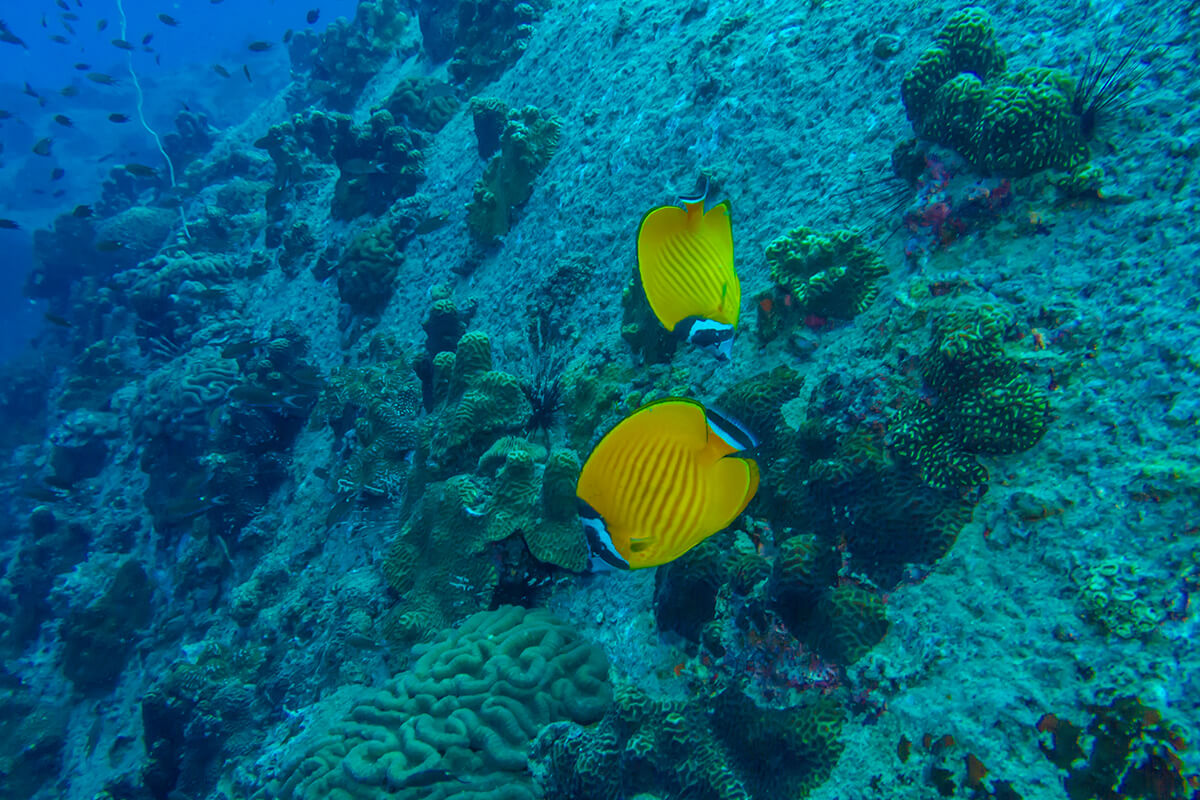 Motivating Action Initiatives for Conservation and Sustainability