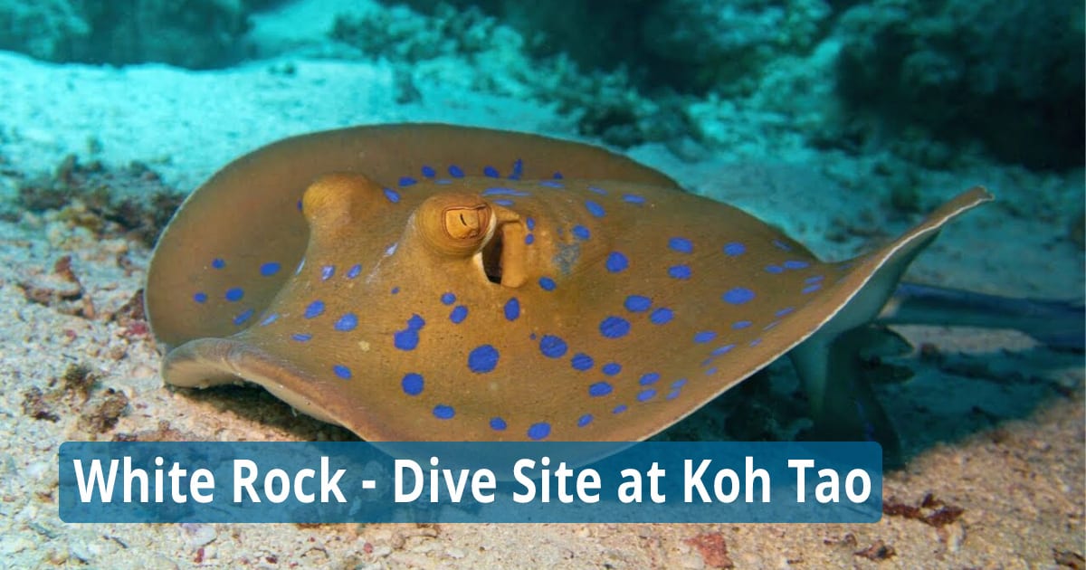 White Rock - Dive Site at Koh Tao