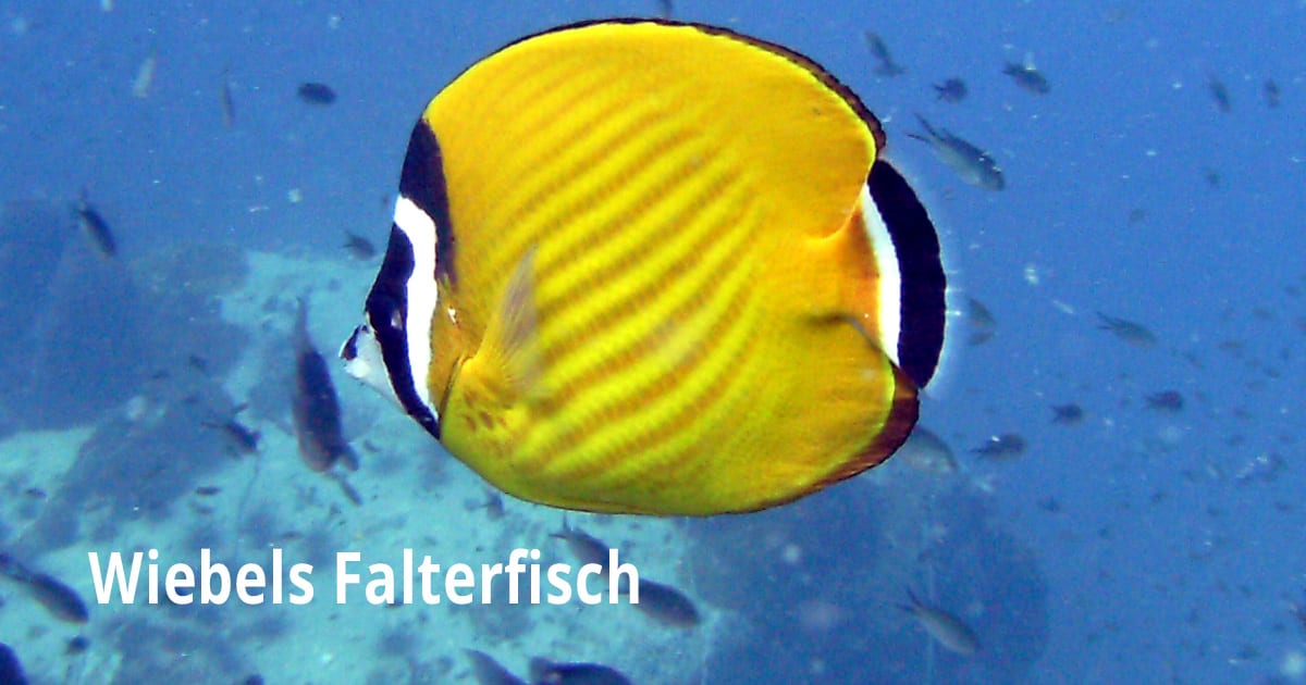 Wiebels Falterfisch