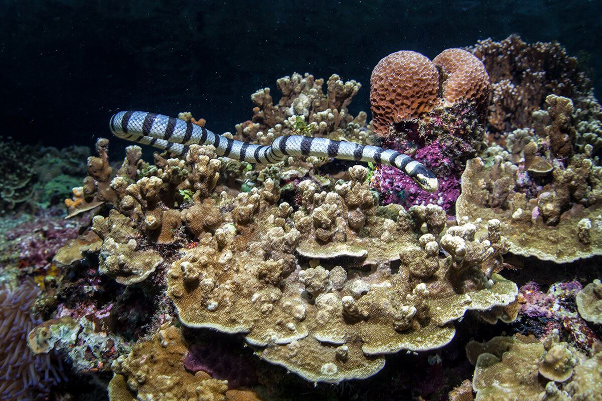 Yellow-lipped sea krait (Laticauda colubrina)