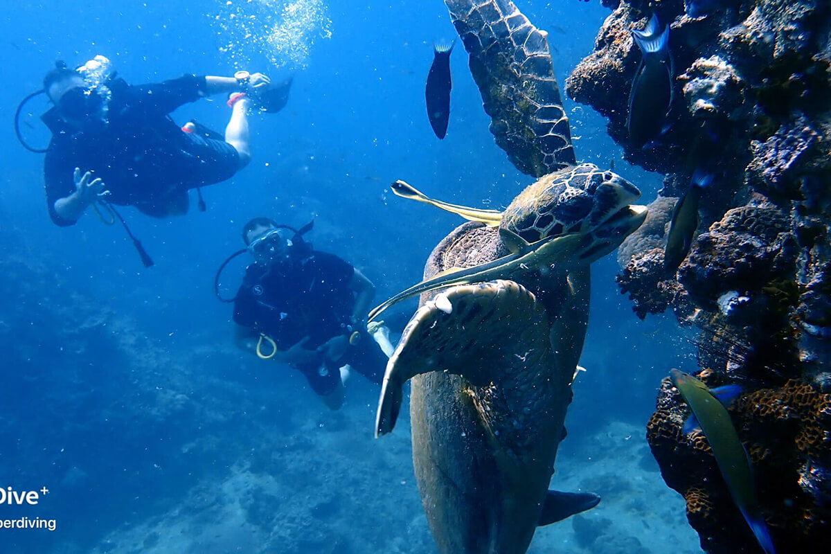 Make sure you pick a dive shop like Member Diving that supports sustainable diving and has a well-run dive operation, nice employees, and fantastic diving experience.