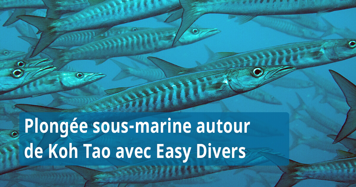 Plongée sous-marine autour de Koh Tao avec Easy Divers