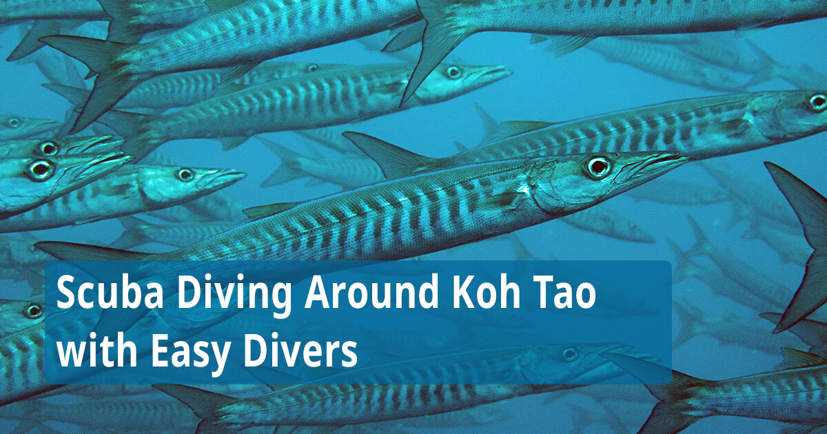 Scuba Diving Around Koh Tao with Easy Divers