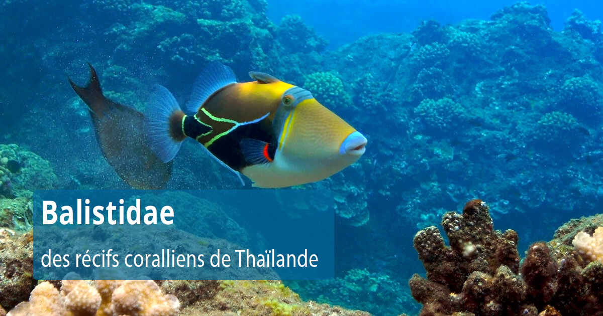 À la découverte de l'énigmatique poisson-tigre des récifs coralliens de Thaïlande