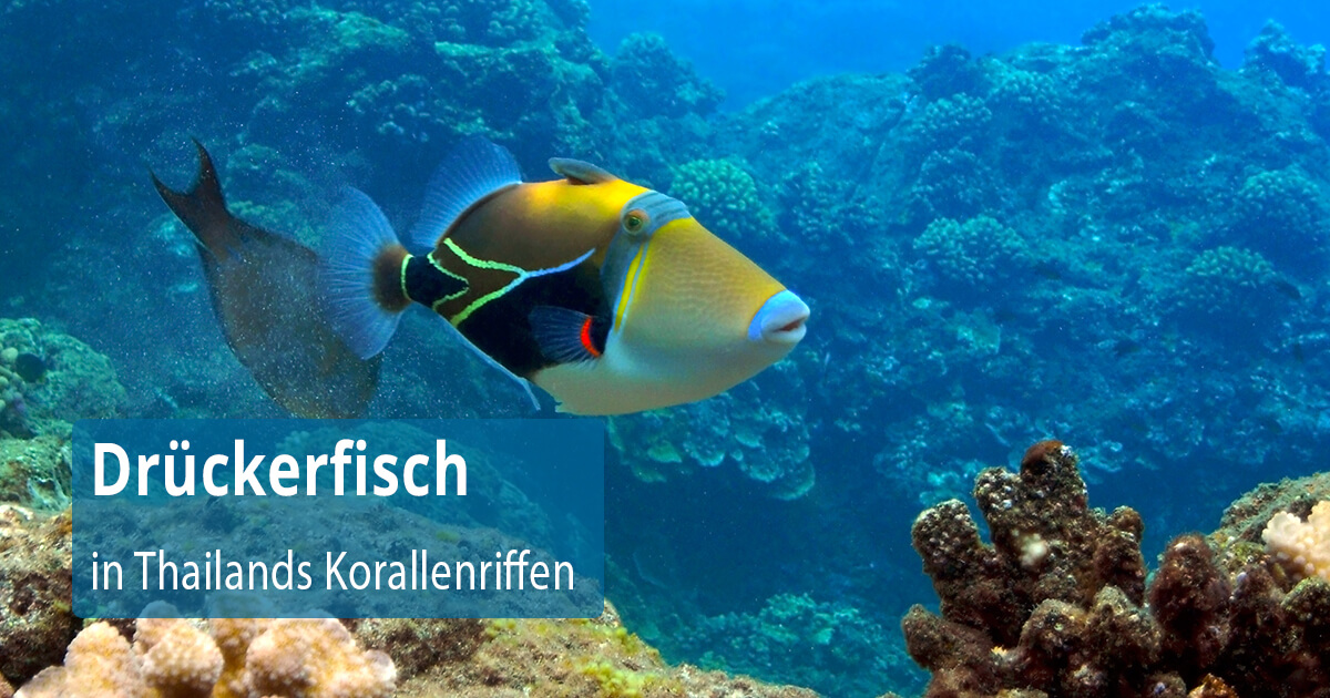 ie Entdeckung des rätselhaften Drückerfisches in Thailands Korallenriffen