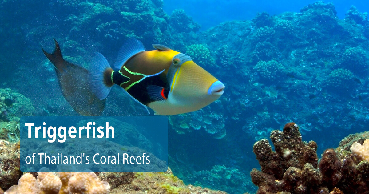 Discovering the Enigmatic Triggerfish of Thailand's Coral Reefs