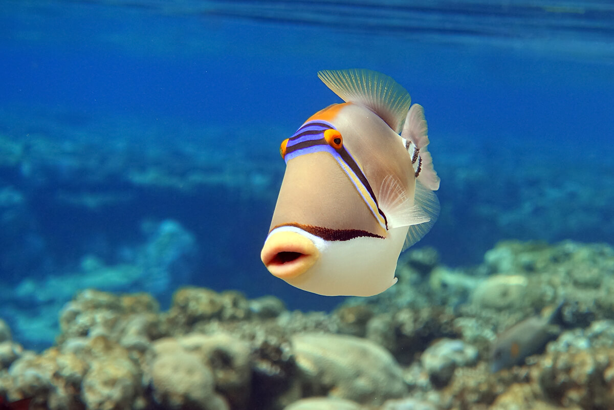 Der Picasso-Drückerfisch (Rhinecanthus aculeatus)