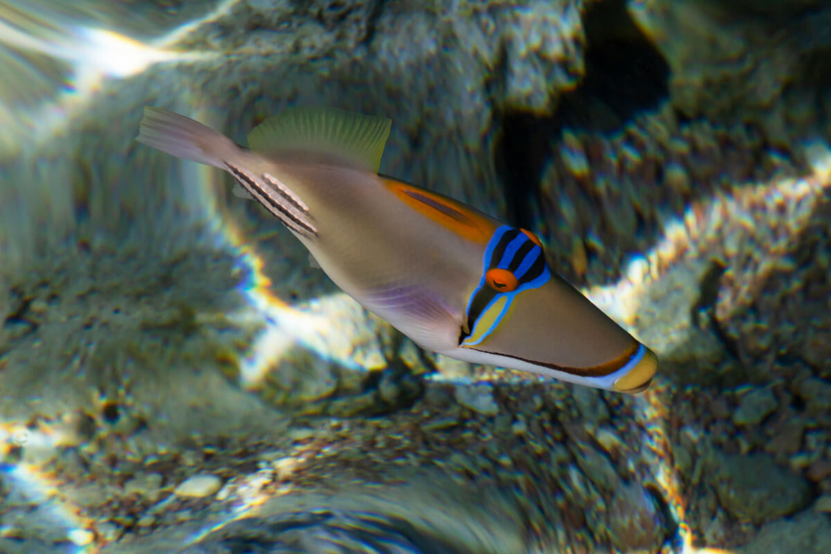 The Picasso Triggerfish (Rhinecanthus aculeatus)