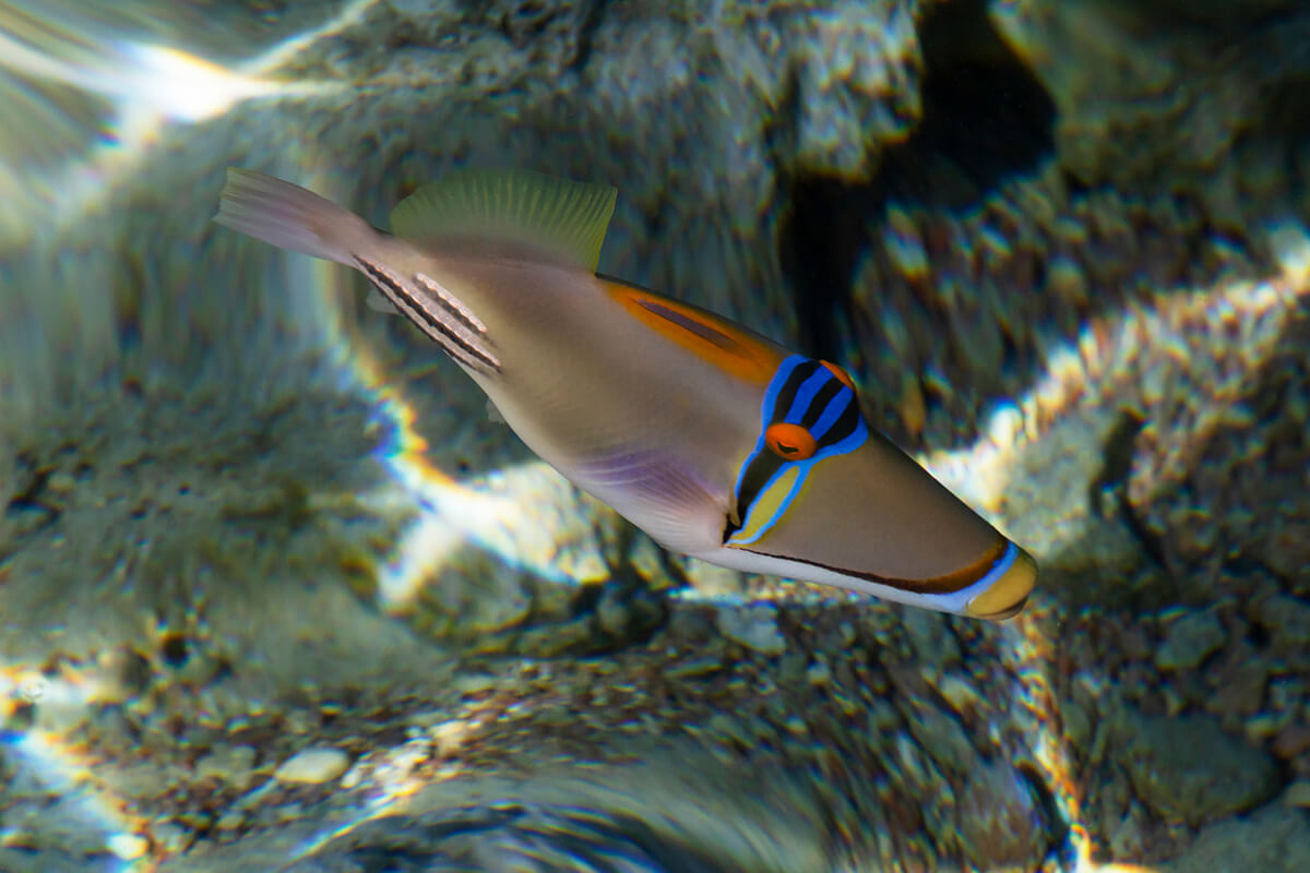 Der Picasso-Drückerfisch (Rhinecanthus aculeatus)