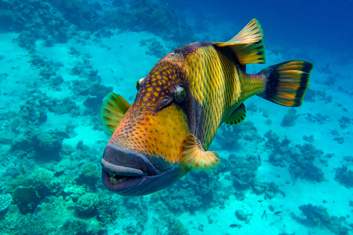 Der Titan-Drückerfisch (Balistoides viridescens)