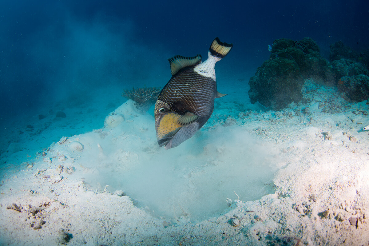 Der Titan-Drückerfisch (Balistoides viridescens)