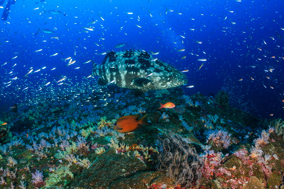 Exclusive Dive Tours and Snorkeling Adventures